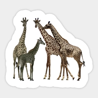 Giraffe - Family on Safari in Kenya / Africa Sticker